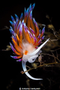 Magnificent Cratena nudibranch_2022
(Canon100,1/200,f22,... by Antonio Venturelli 